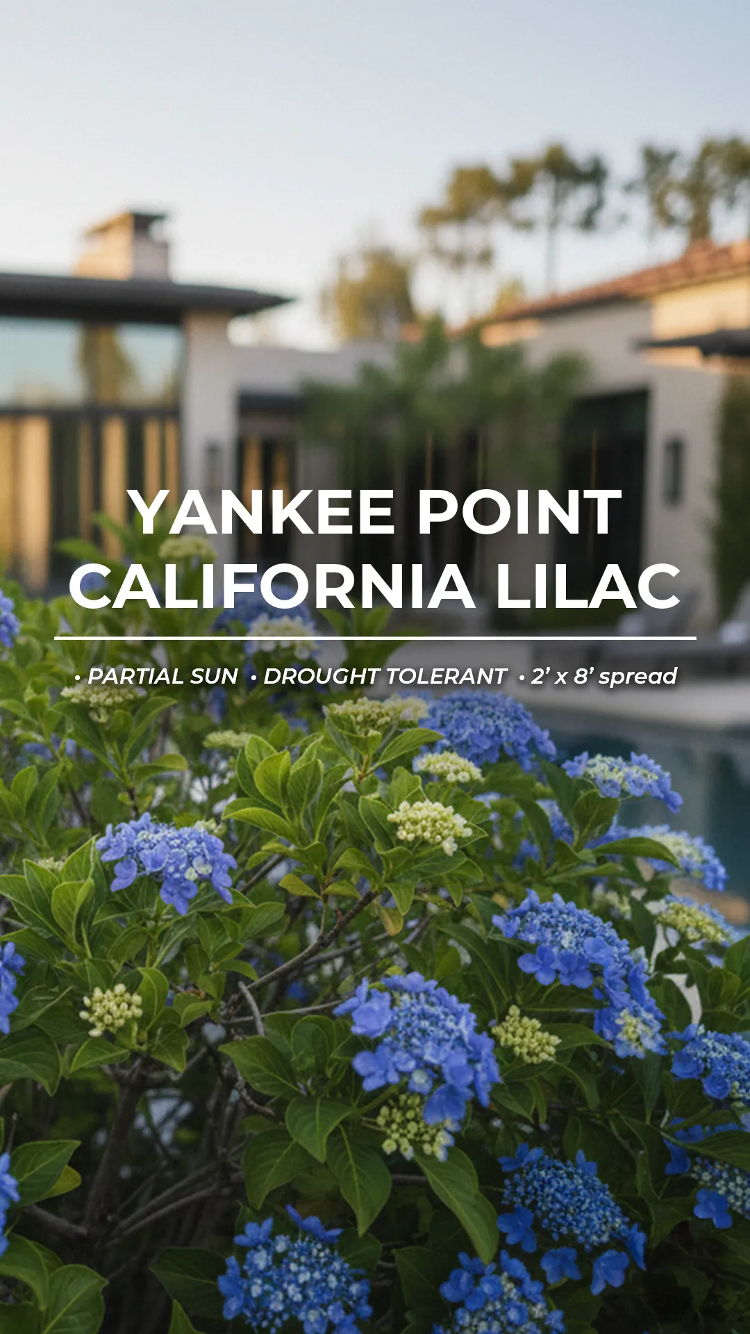 Softscapes title frame featuring Yankee Point California lilac